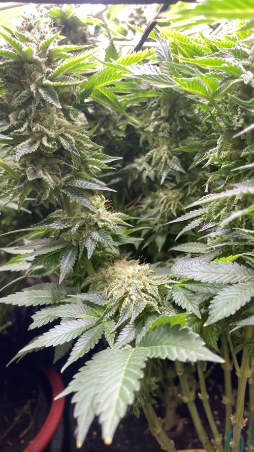 Grandpa Zombie Genetics Fem - Izi Farms. Week 16 - day 64