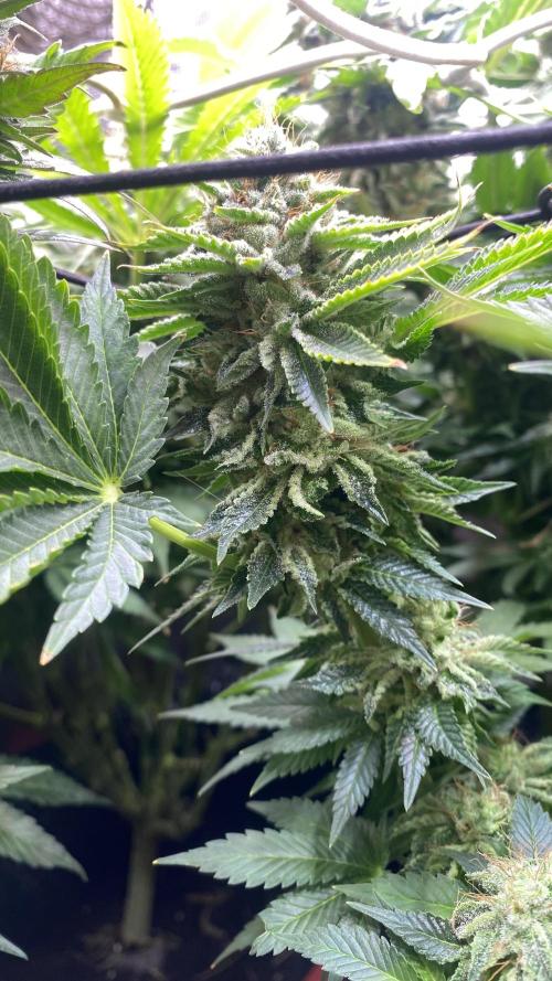 Grandpa Zombie Genetics Fem - Izi Farms. Week 16 - day 64