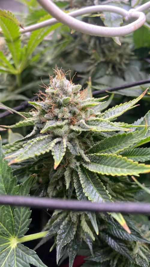 Grandpa Zombie Genetics Fem - Izi Farms. Week 16 - day 64