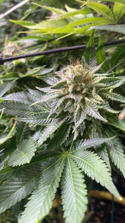 Grandpa Zombie Genetics Fem - Izi Farms. Week 16 - day 64