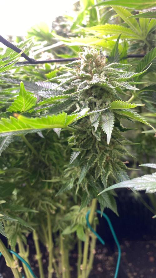 Grandpa Zombie Genetics Fem - Izi Farms. Week 16 - day 64