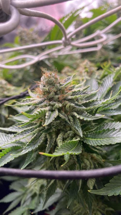 Grandpa Zombie genetics. Week 16