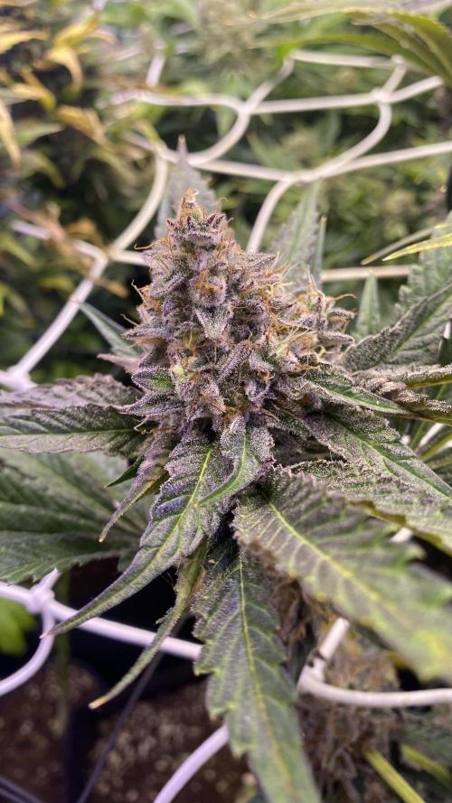Papaya Frosting - Barneys Farm. Week 15 - chop