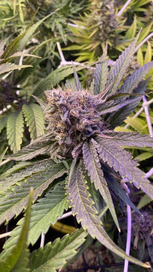 Papaya Frosting - Barneys Farm. Week 15 - chop