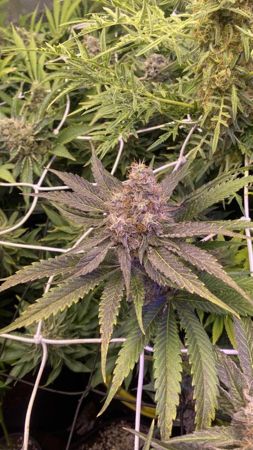 Papaya Frosting - Barneys Farm. Week 15 - chop