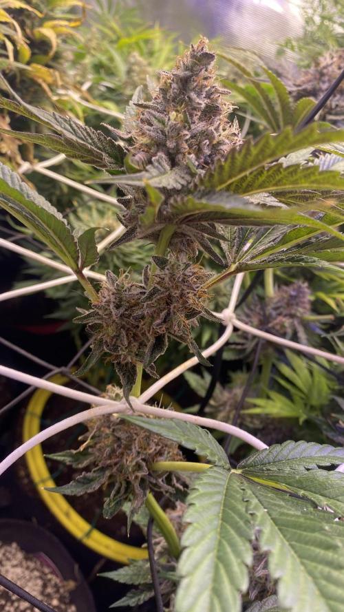 Papaya Frosting - Barneys Farm. Week 15 - chop