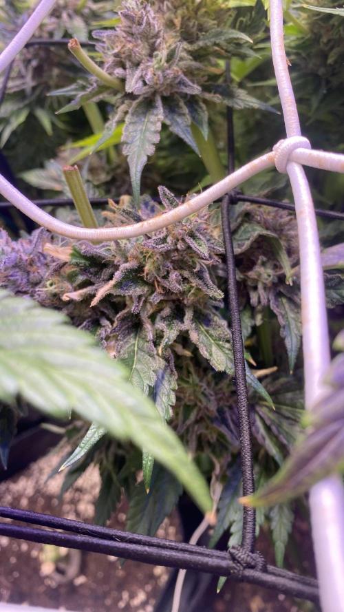 Papaya Frosting - Barneys Farm. Week 15 - chop
