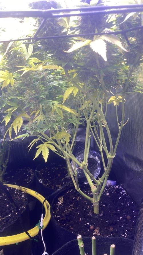 Eternity Growcup 2026 - Sticky Broccoli. Week 16 - day 71