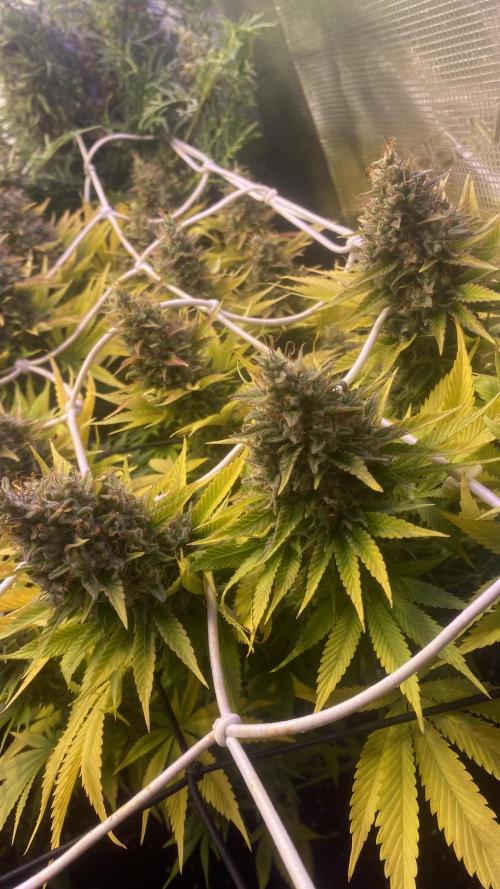 Eternity Growcup 2026 - Sticky Broccoli. Week 16 - day 71