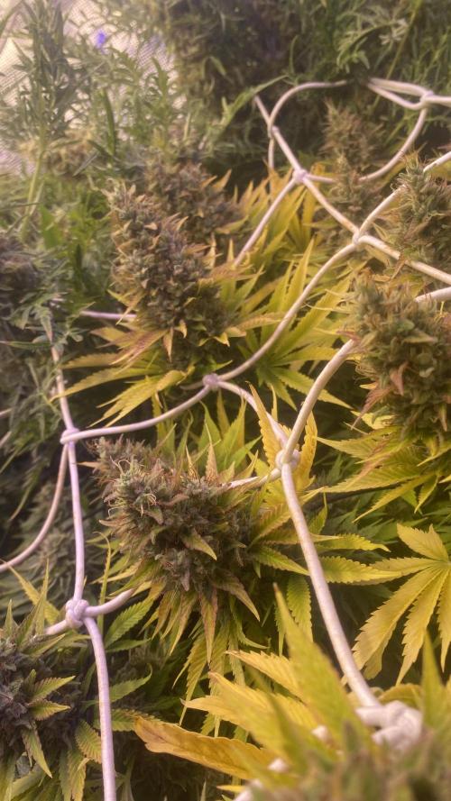 Eternity Growcup 2026 - Sticky Broccoli. Week 16 - day 71