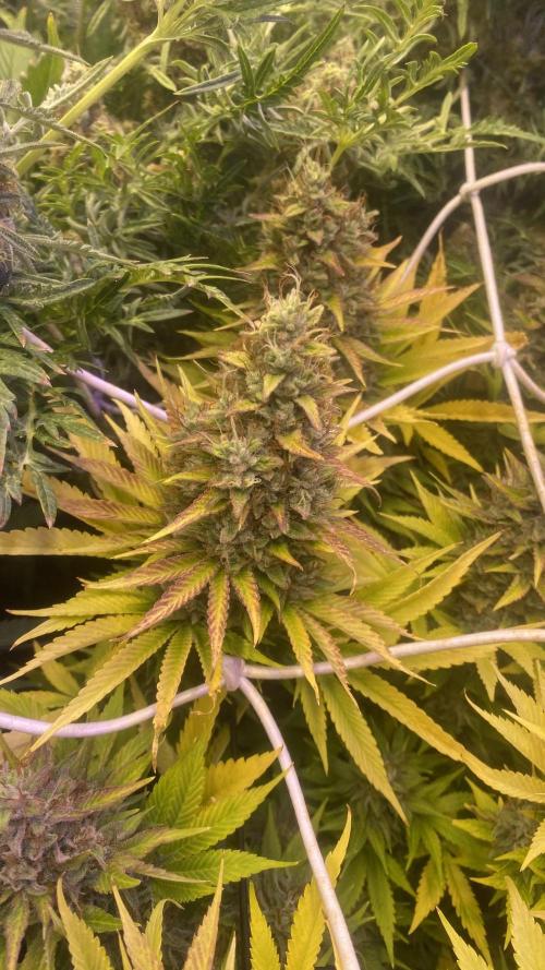 Eternity Growcup 2026 - Sticky Broccoli. Week 16 - day 71