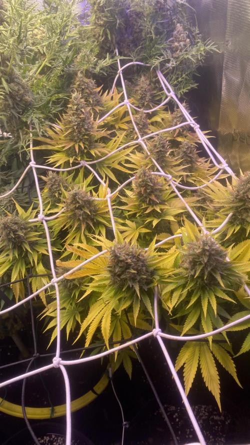 Eternity Growcup 2026 - Sticky Broccoli. Week 16 - day 71