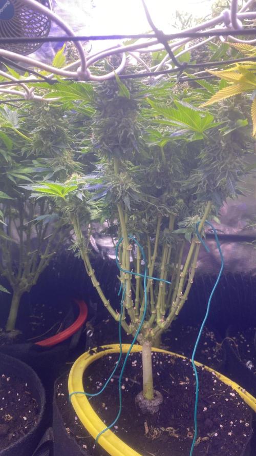 Grandpa Zombie Genetics Fem - Izi Farms. Week 17 - day 71