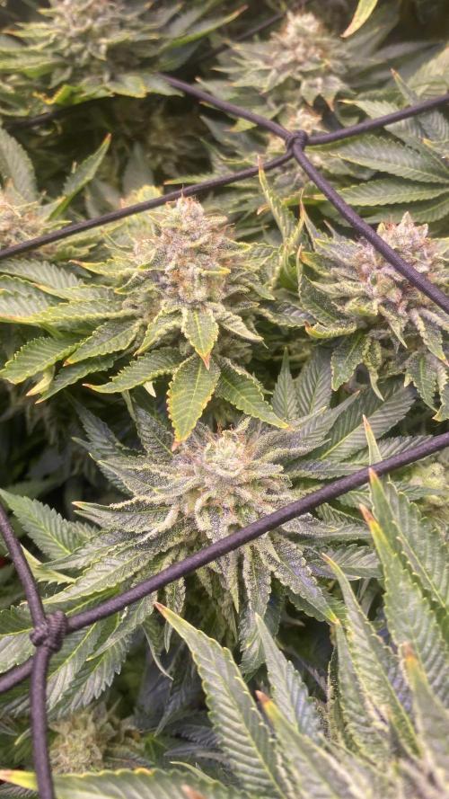 Grandpa Zombie Genetics Fem - Izi Farms. Week 17 - day 71