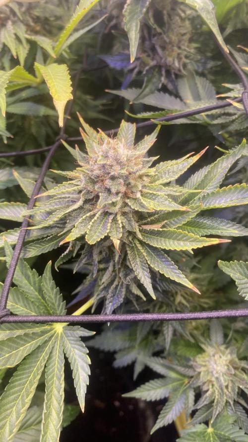 Grandpa Zombie Genetics Fem - Izi Farms. Week 17 - day 71