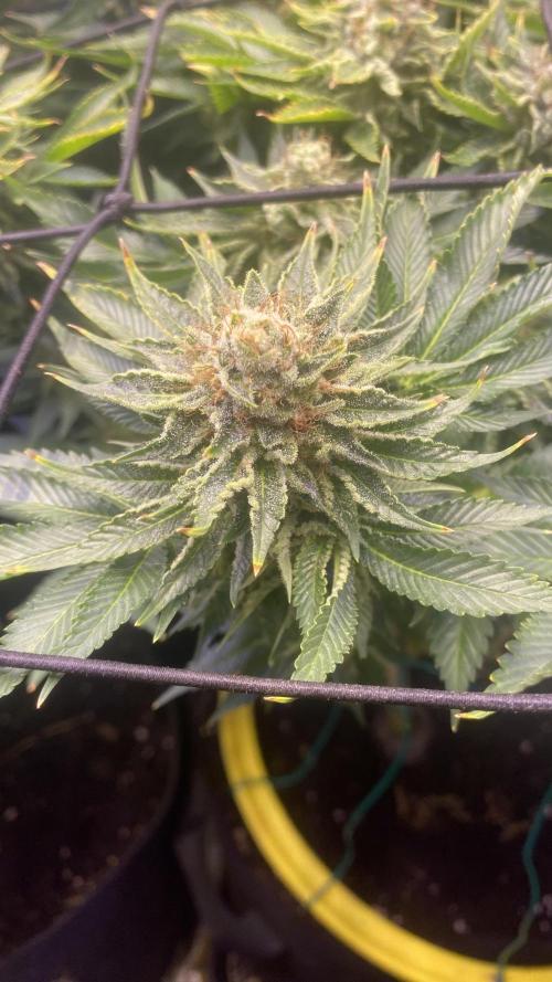 Grandpa Zombie Genetics Fem - Izi Farms. Week 17 - day 71