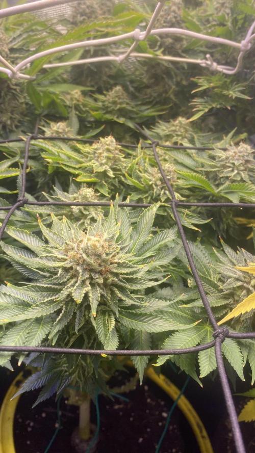 Grandpa Zombie Genetics Fem - Izi Farms. Week 17 - day 71