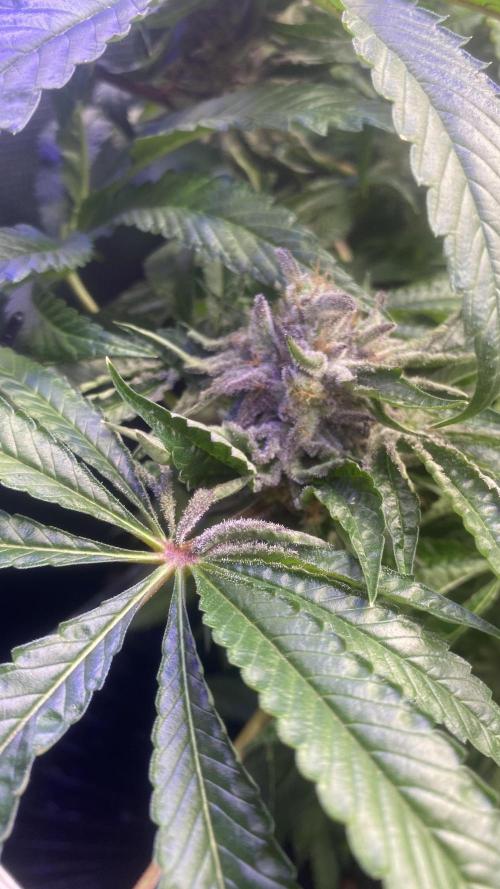 Zamnesia - Hindu Kush - Landrace - Fem. Week 15 - day 71