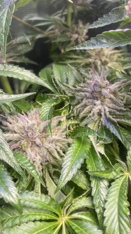 Zamnesia - Hindu Kush - Landrace - Fem. Week 15 - day 71