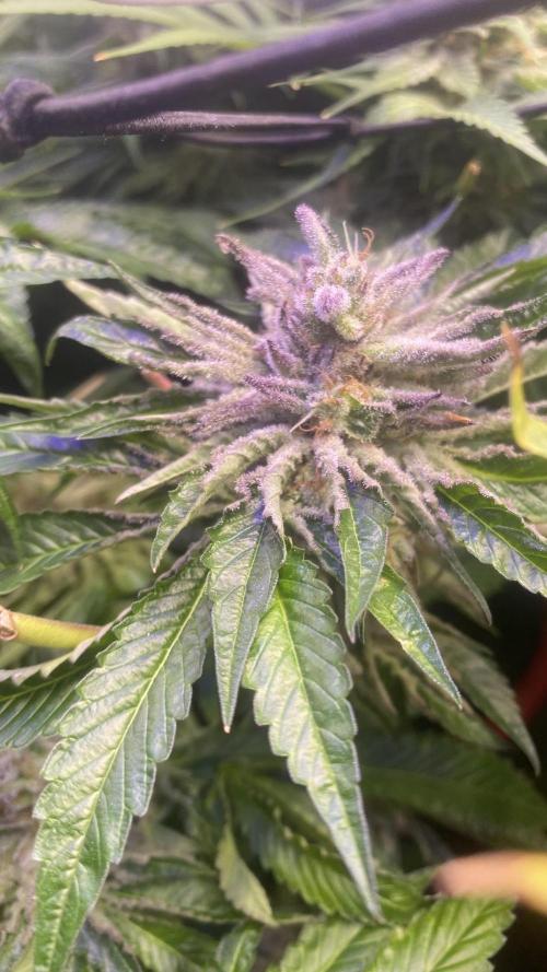 Zamnesia - Hindu Kush - Landrace - Fem. Week 15 - day 71