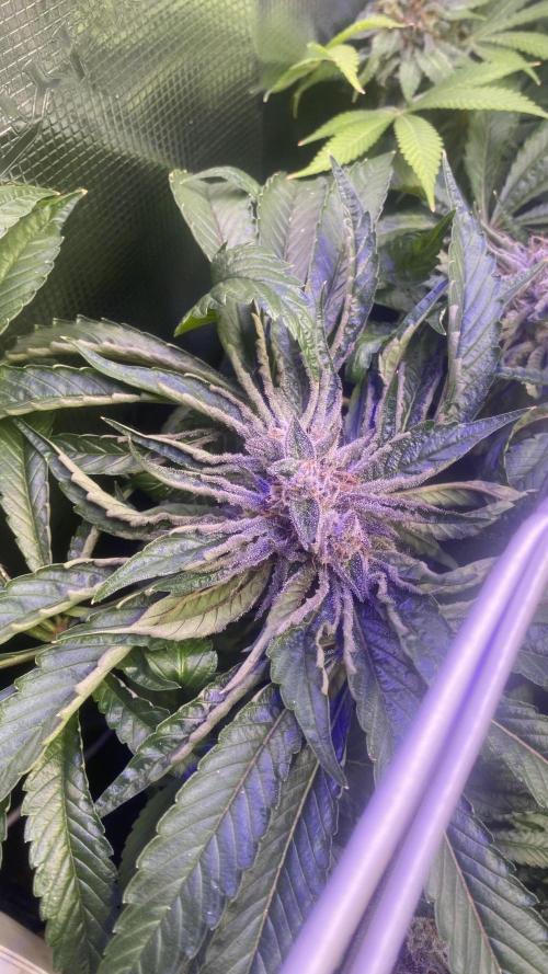 Zamnesia - Hindu Kush - Landrace - Fem. Week 15 - day 71