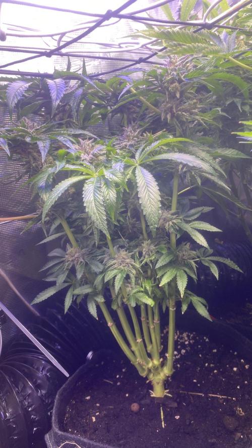 Zamnesia - Hindu Kush - Landrace - Fem. Week 15 - day 71