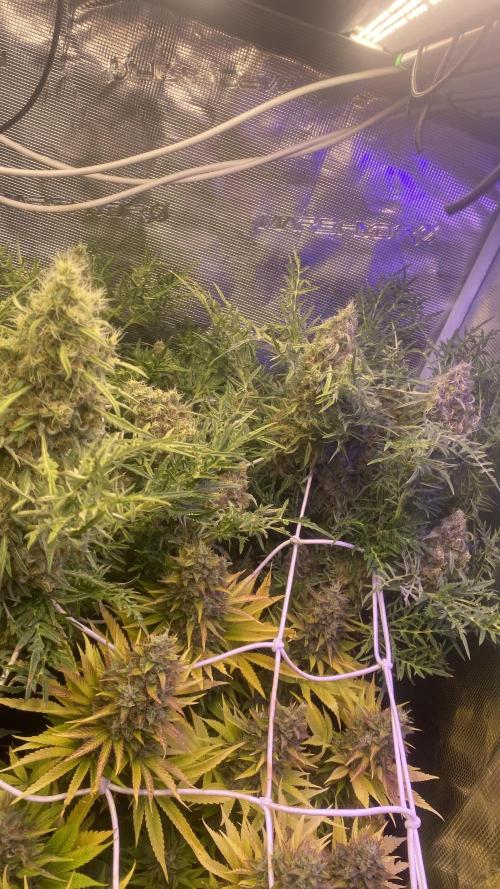Mentha De Croco - TerpyZ. Mutant. Week 16 - day 71