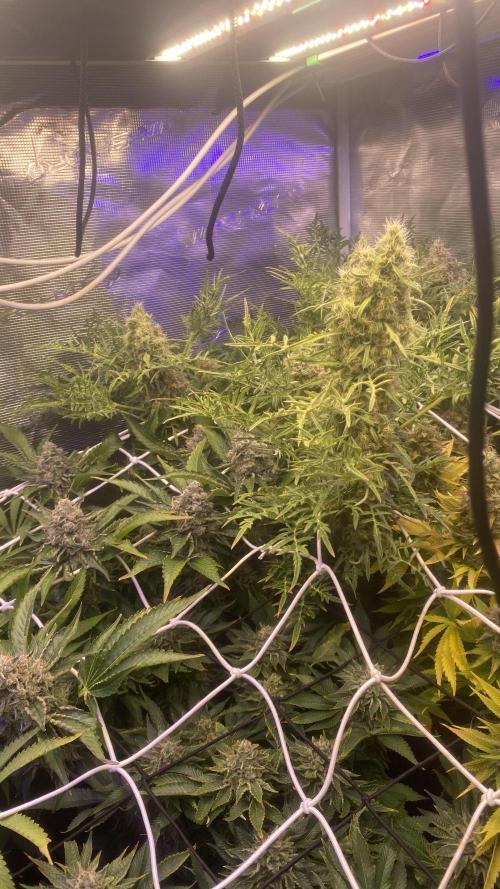 Mentha De Croco - TerpyZ. Mutant. Week 16 - day 71