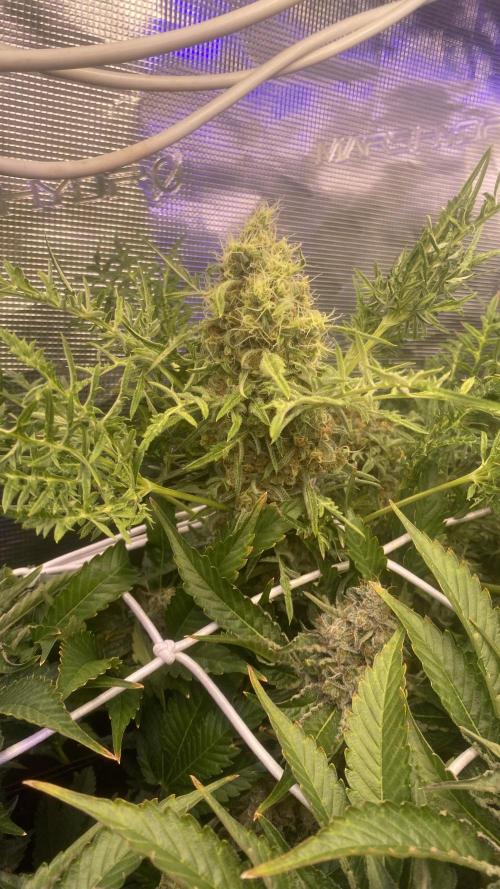 Mentha De Croco - TerpyZ. Mutant. Week 16 - day 71
