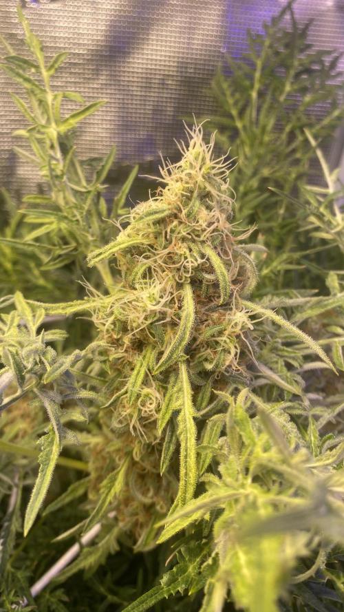 Mentha De Croco - TerpyZ. Mutant. Week 16 - day 71