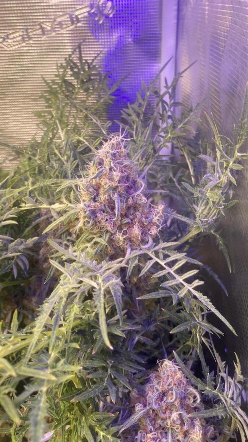 Mentha De Croco - TerpyZ. Mutant. Week 16 - day 71