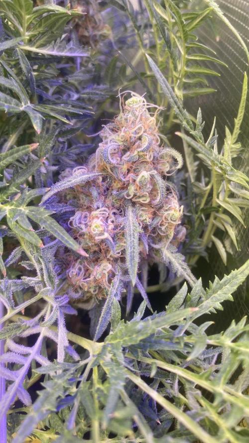 Mentha De Croco - TerpyZ. Mutant. Week 16 - day 71