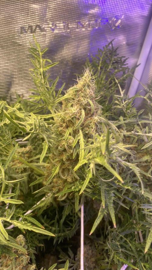 Mentha De Croco - TerpyZ. Mutant. Week 16 - day 71