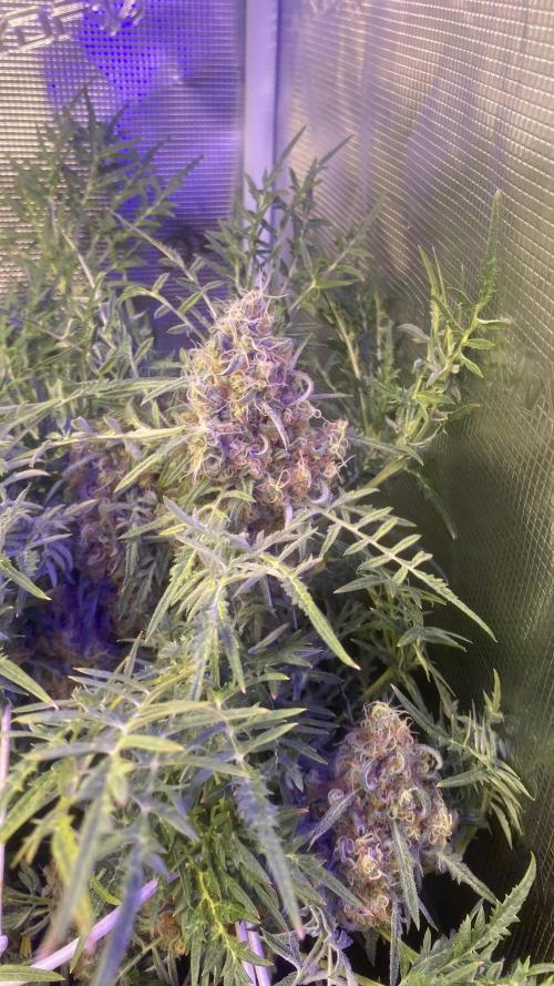 Mentha De Croco - TerpyZ. Mutant. Week 16 - day 71