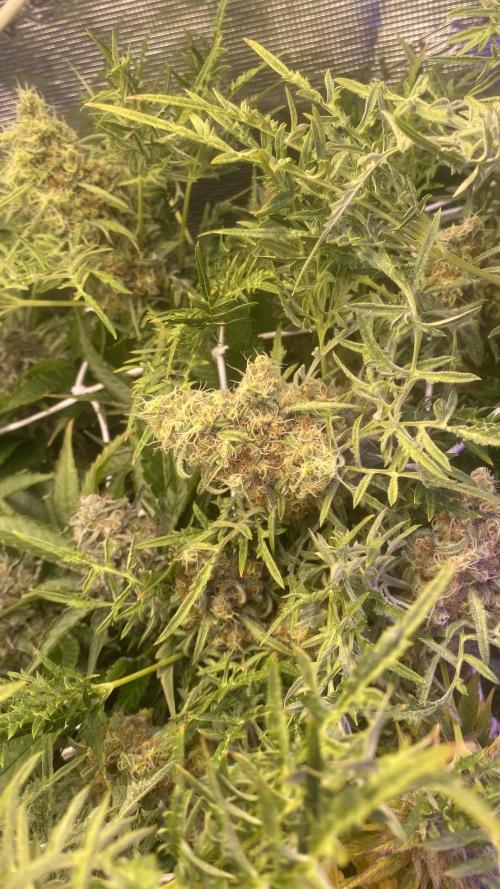 Mentha De Croco - TerpyZ. Mutant. Week 16 - day 71