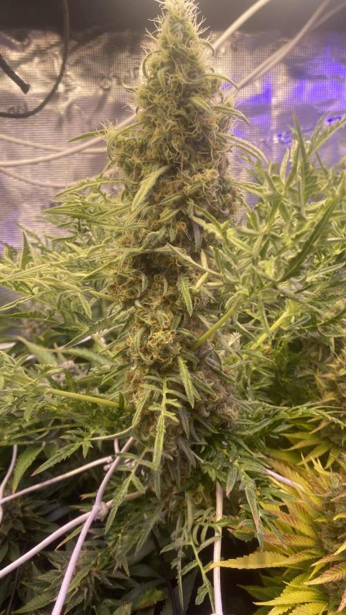 Mentha De Croco - TerpyZ. Mutant. Week 16 - day 71