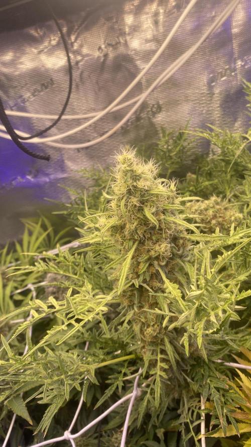 Mentha De Croco - TerpyZ. Mutant. Week 16 - day 71