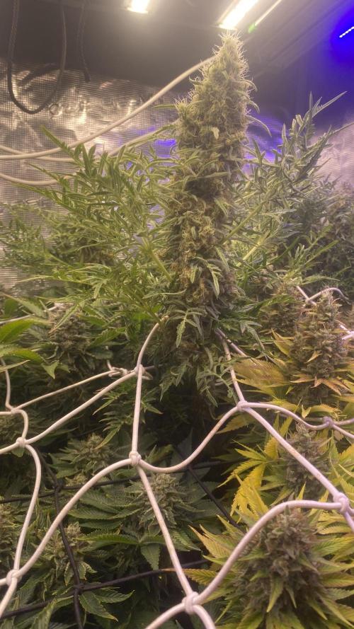Mentha De Croco - TerpyZ. Mutant. Week 16 - day 71