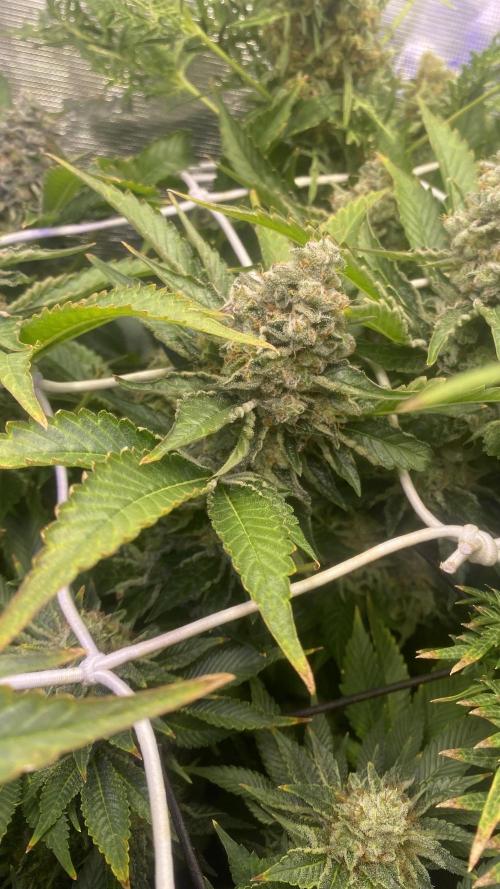 Tom Hills - Deep Chunk - reg photo. Week 16 - day 71