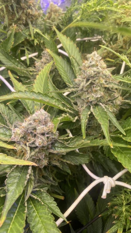 Tom Hills - Deep Chunk - reg photo. Week 16 - day 71