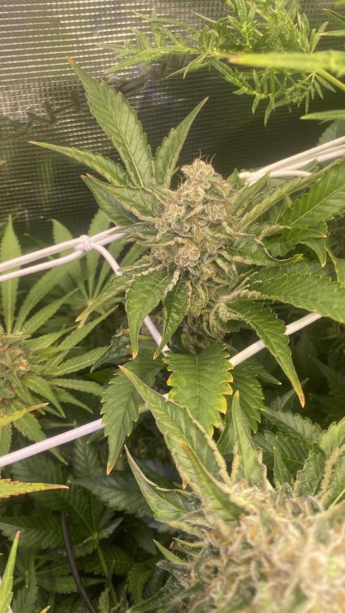Tom Hills - Deep Chunk - reg photo. Week 16 - day 71