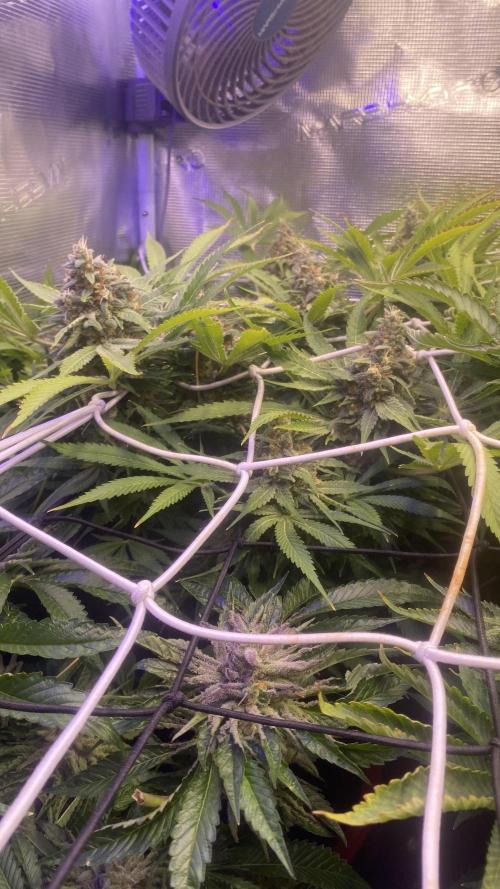 Tom Hills - Deep Chunk - reg photo. Week 16 - day 71