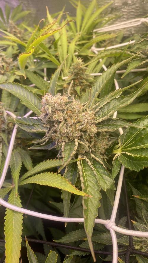 Tom Hills - Deep Chunk - reg photo. Week 16 - day 71