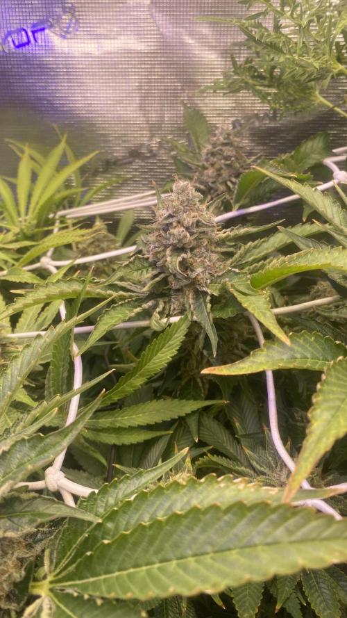 Tom Hills - Deep Chunk - reg photo. Week 16 - day 71