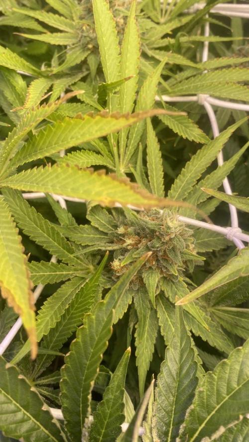 Mazar Kush - World Of Seeds. Week 16 - day 71