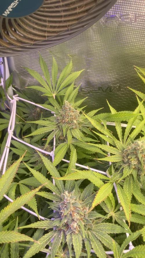 Mazar Kush - World Of Seeds. Week 16 - day 71