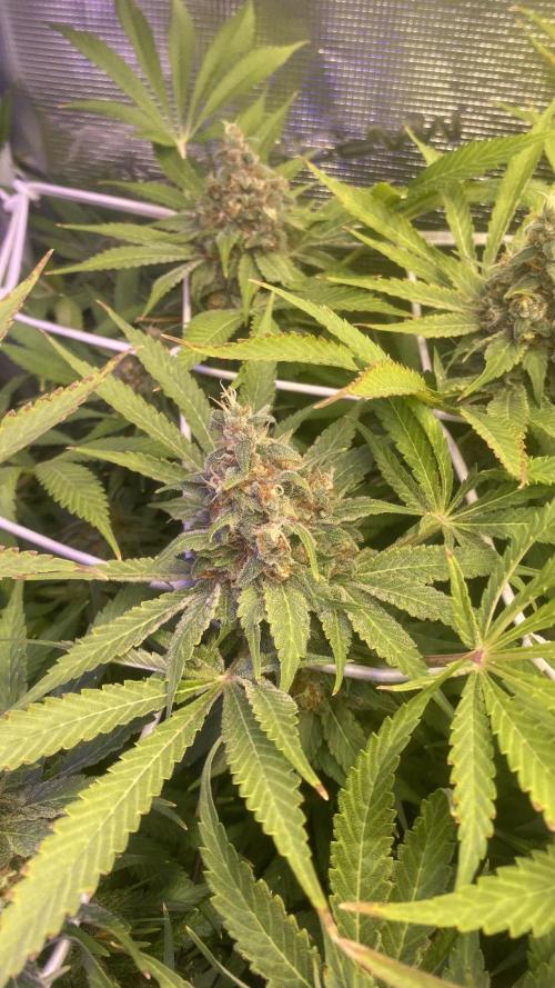 Mazar Kush - World Of Seeds. Week 16 - day 71