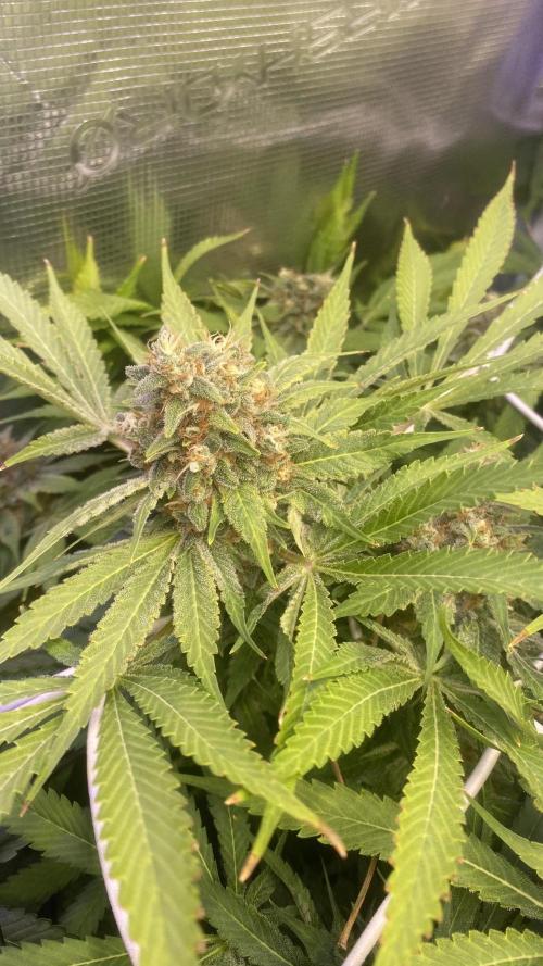 Mazar Kush - World Of Seeds. Week 16 - day 71