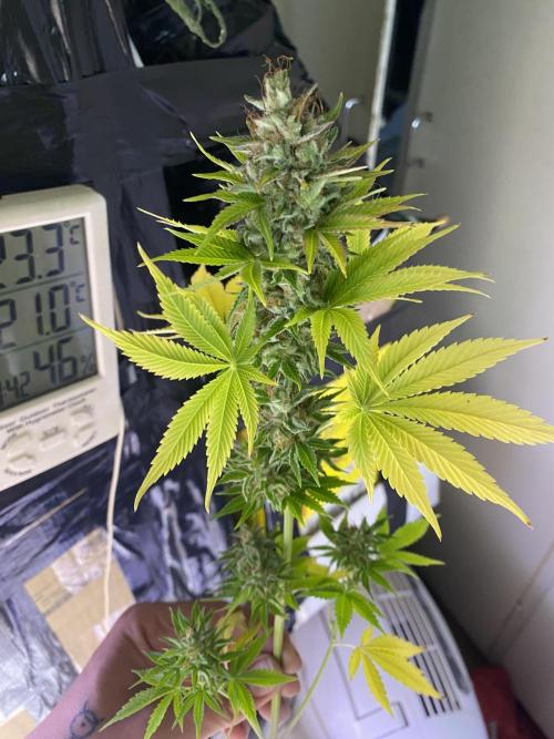 Eternity Growcup 2026 - Sticky Broccoli. Week 17 - day 73