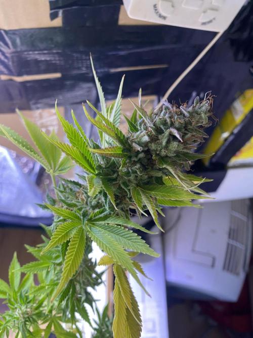 Eternity Growcup 2026 - Sticky Broccoli. Week 17 - day 73